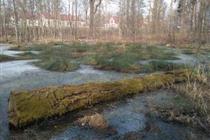 The marsh in Opolno-Zdrój park (31 kB)